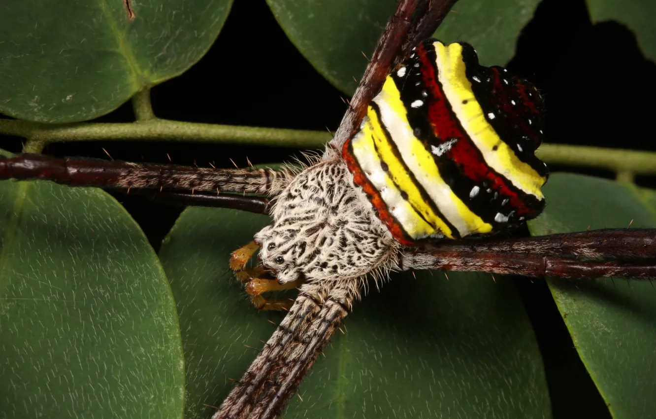 Фото обои паук, насекомое, полосатый