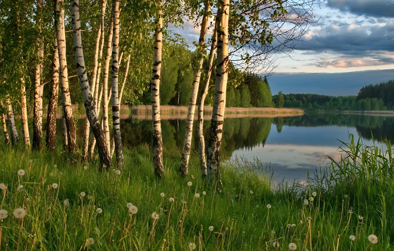 Фото обои лес, трава, природа, озеро, берег, берёзы