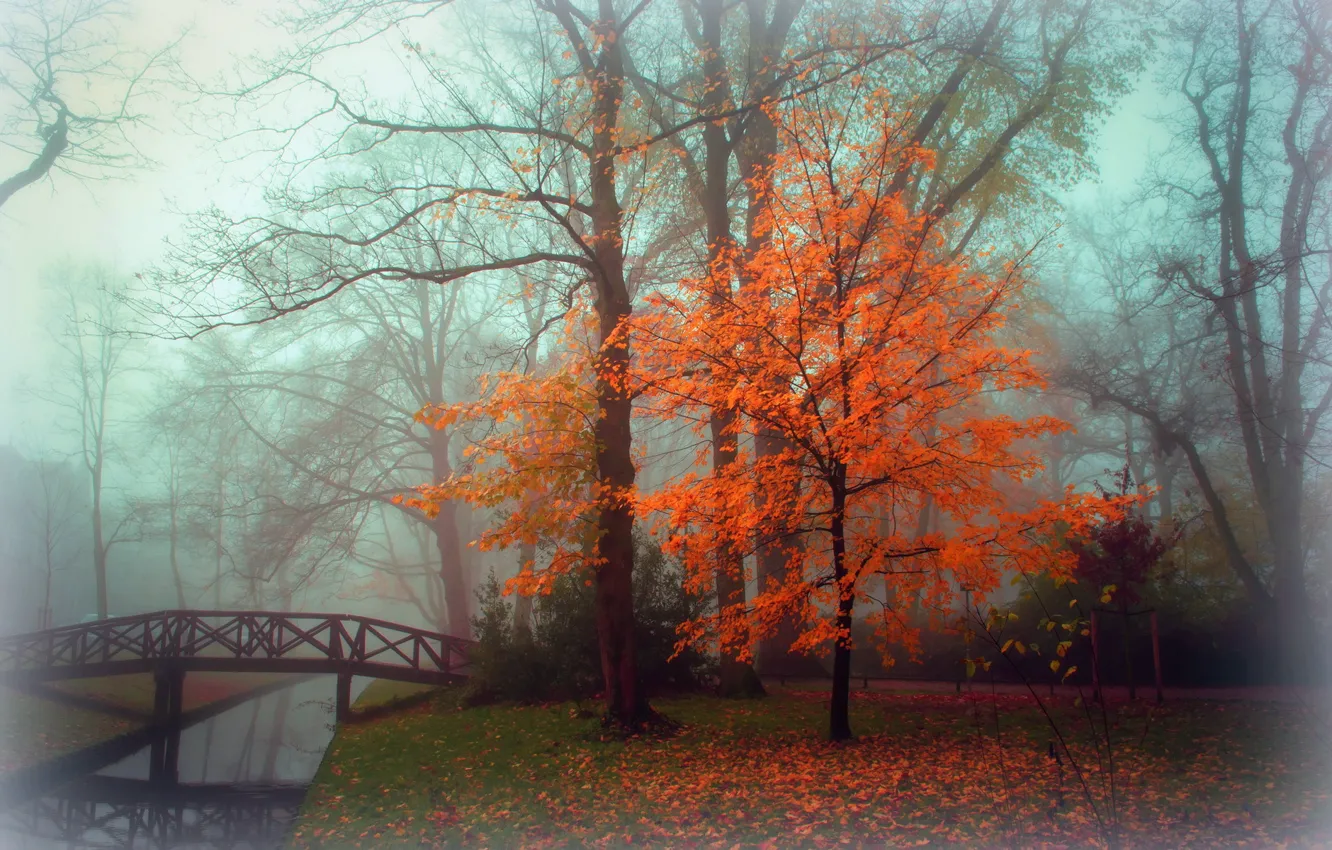 Фото обои осень, пейзаж, туман, парк