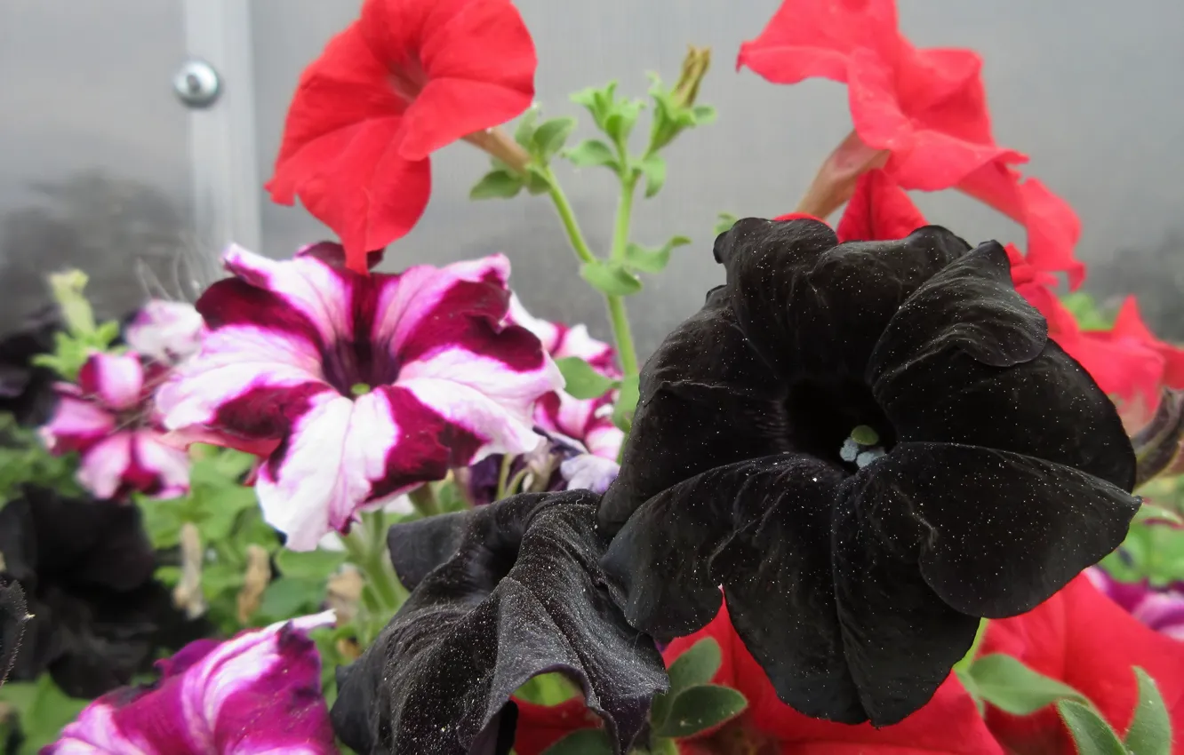 Фото обои цветы, чёрные, петунии, mamala ©