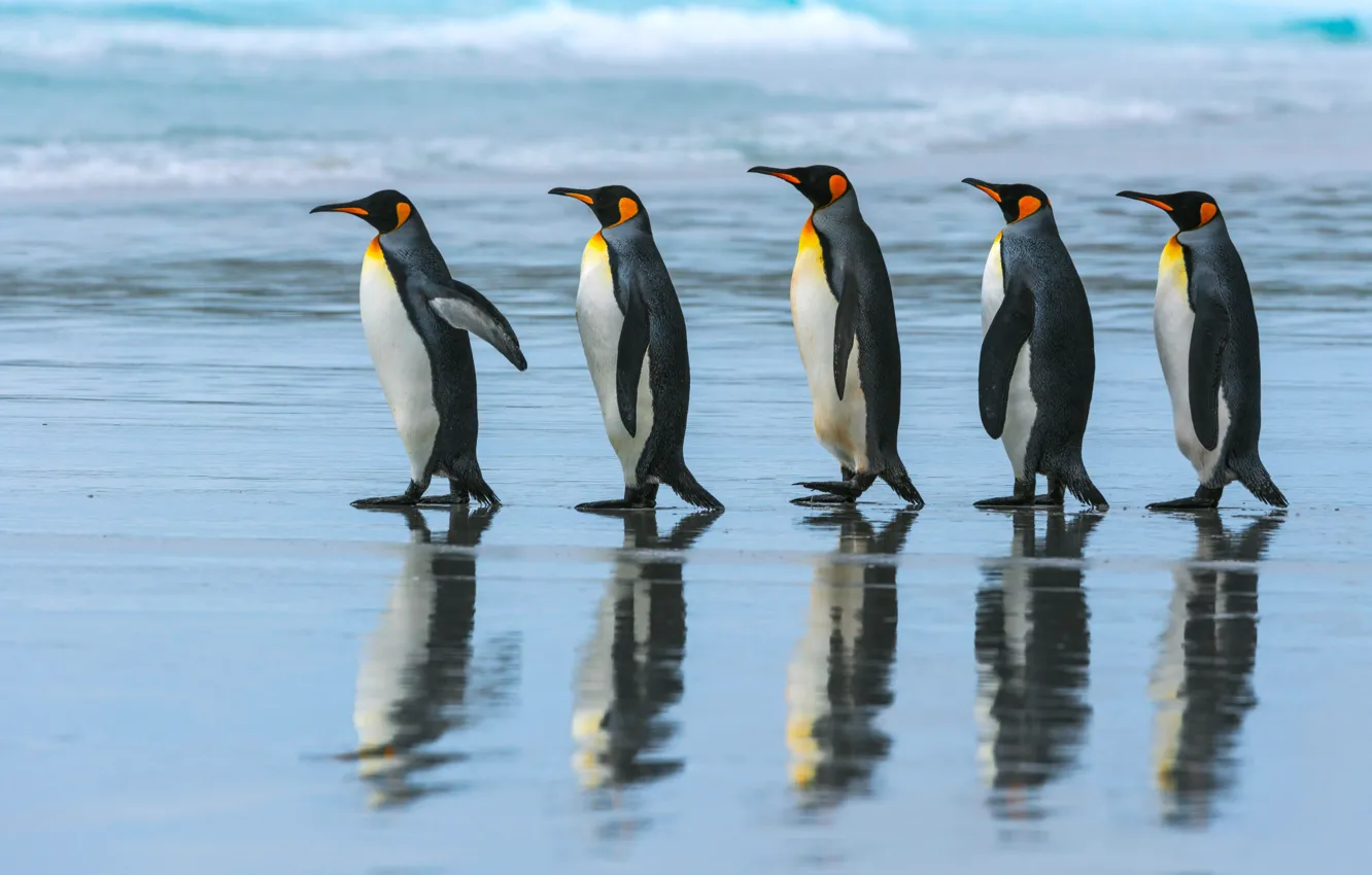 Фото обои море, пляж, океан, стая, пингвины, прогулка, Императорский пингвин