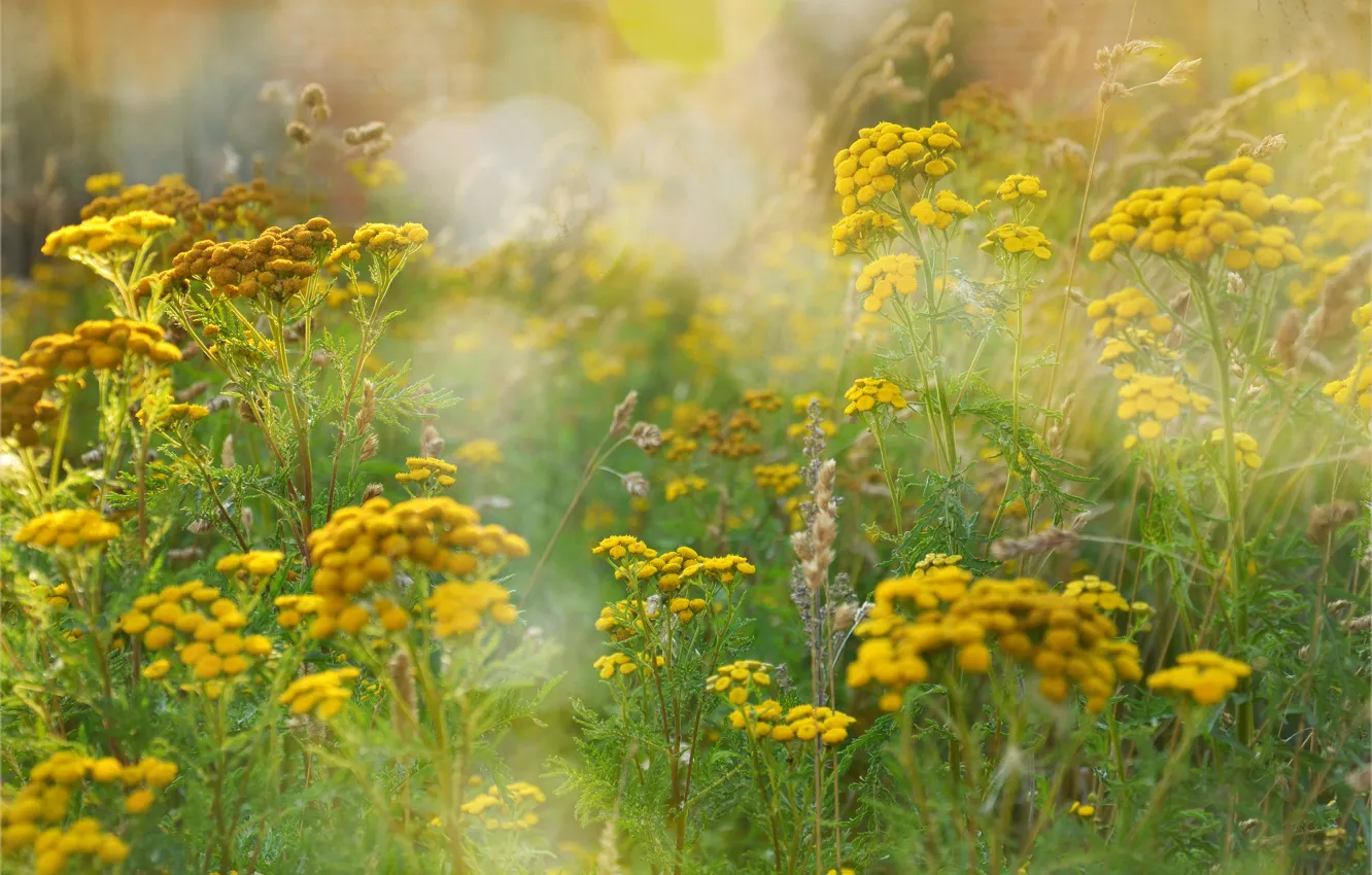Фото обои поле, лето, трава, цветы, блики, желтые, пижма