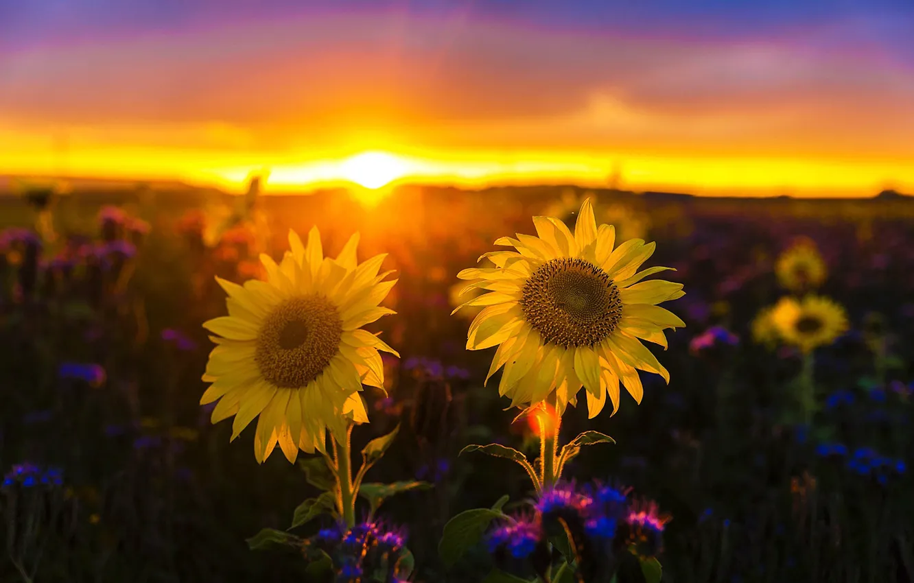 Фото обои поле, небо, солнце, подсолнухи, закат, цветы, желтые, боке