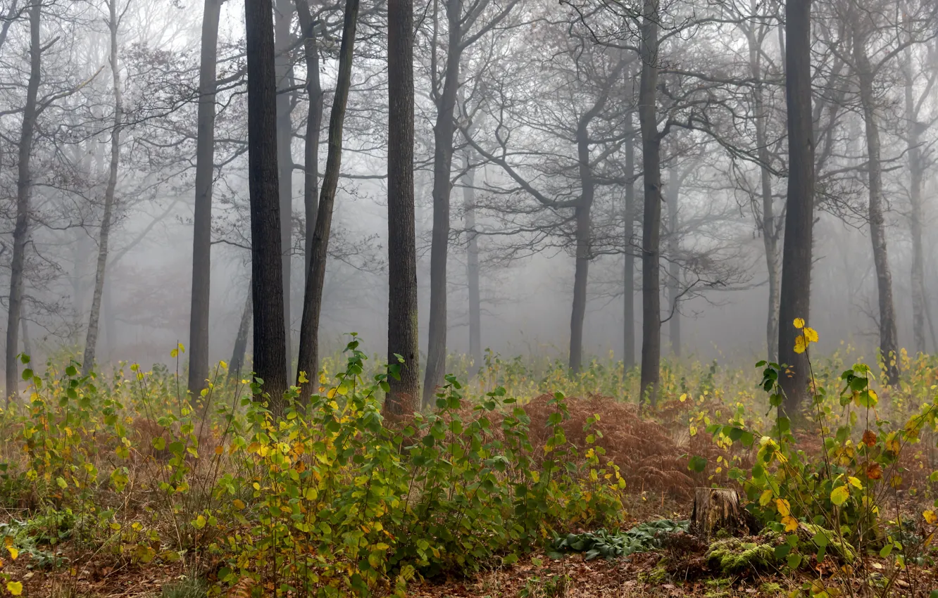 Фото обои осень, лес, деревья, природа, туман, кусты, ранняя осень