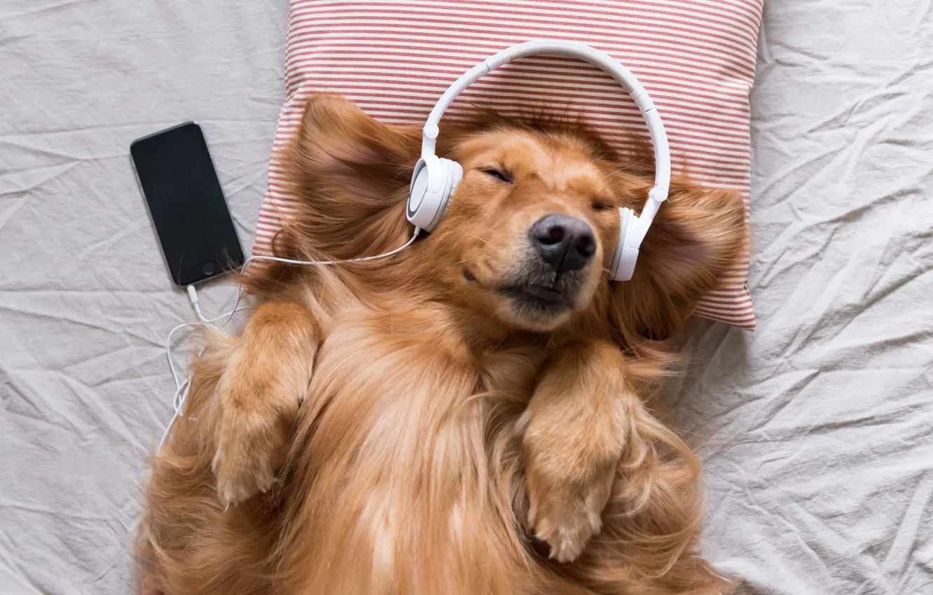 Фото обои радость, музыка, собака, наушники, подушка, телефон