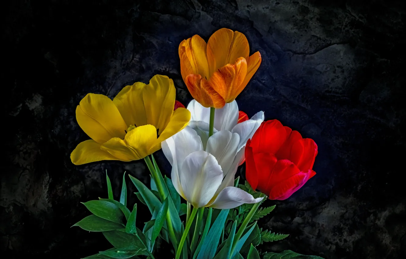 Фото обои белый, цветы, оранжевый, желтый, красный, темный фон, тюльпан, букет