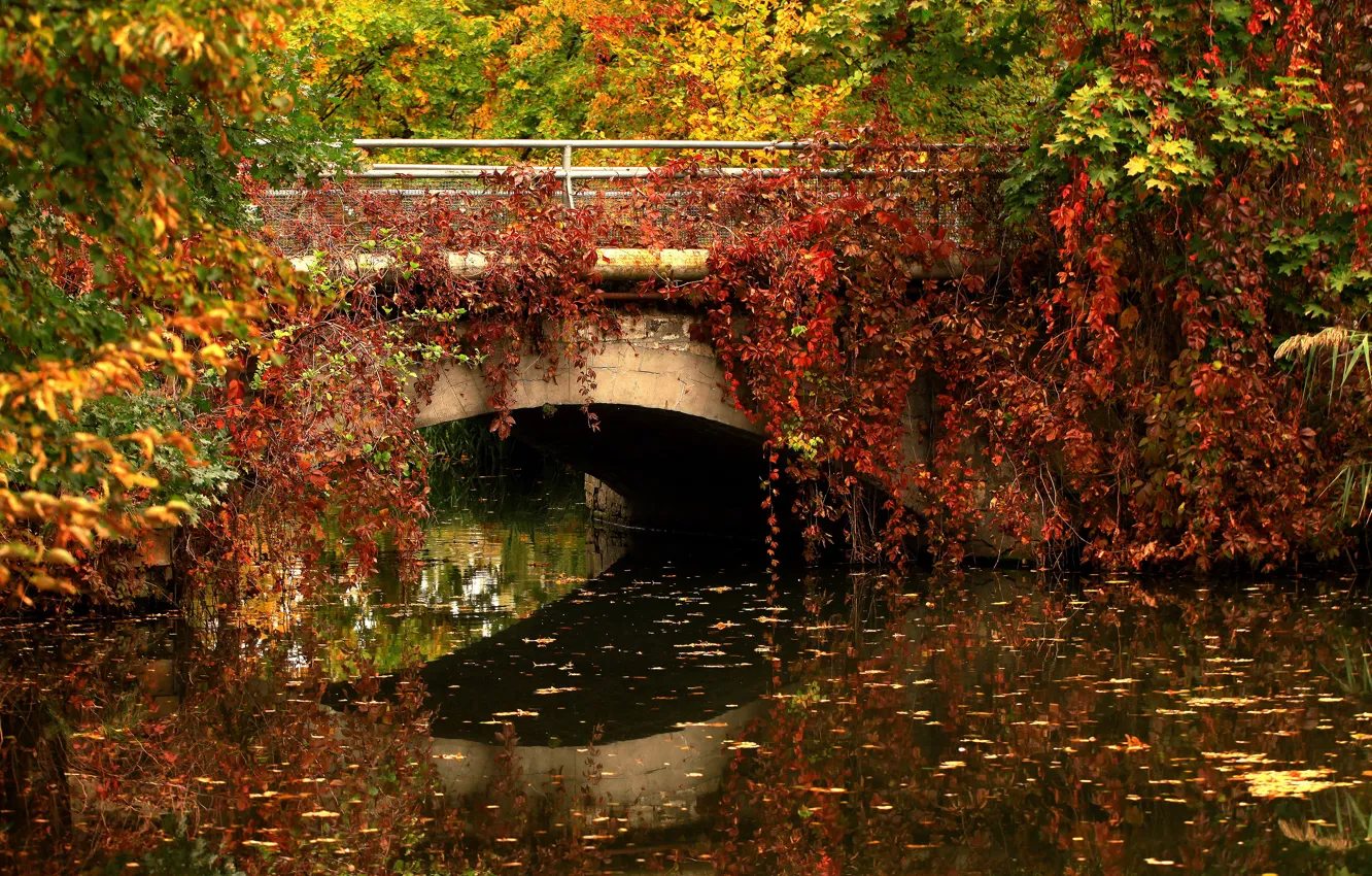 Фото обои мост, водоем, лианы