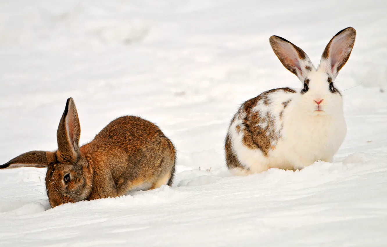 Фото обои животные, снег, кролики, Two rabbits in the snow