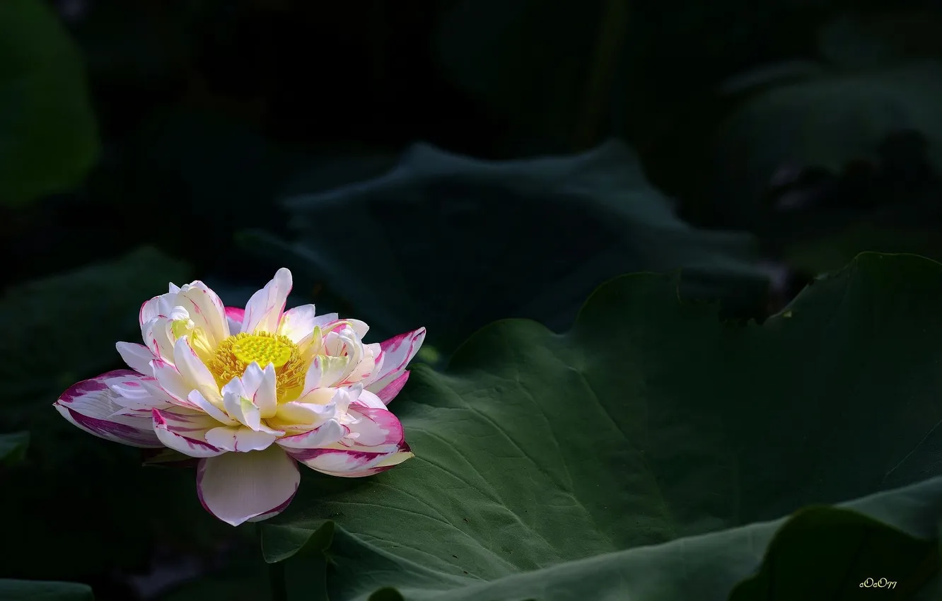Фото обои листья, кувшинка, цветение, the leaves, the water-Lily blossom