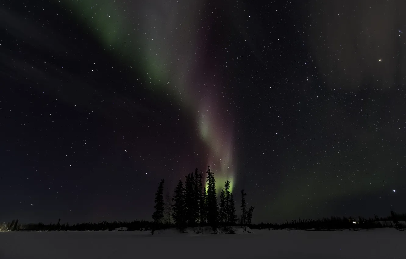 Фото обои зима, звезды, деревья, ночь, северное сияние