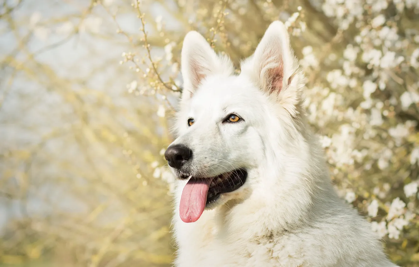 Фото обои язык, морда, собака, белая, овчарка, Белая швейцарская овчарка