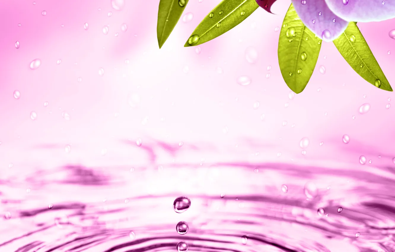 Фото обои вода, цветы, орхидея