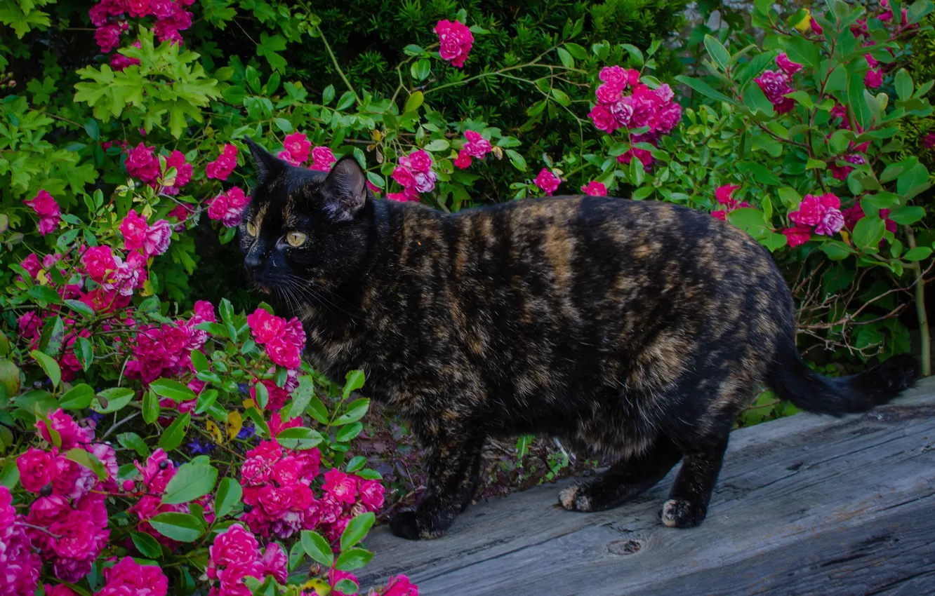Фото обои кошка, лето, цветы