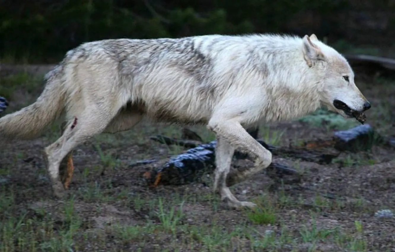 Фото обои nature, predator, animal, wolf, wildlife, portrait, portrait., Canis lupus. face