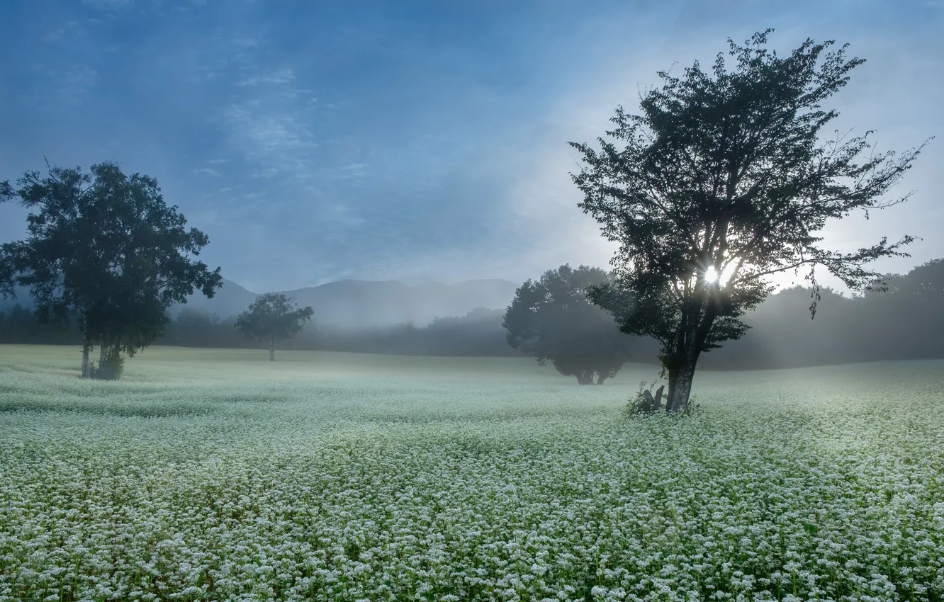 Фото обои поле, деревья, цветы, туман