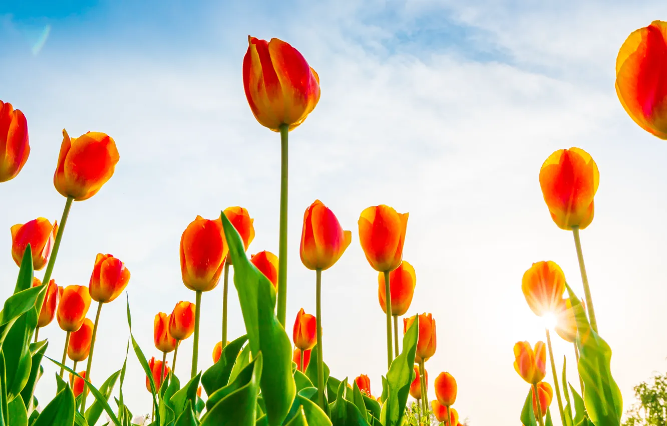 Фото обои небо, цветы, весна, тюльпаны, оранжевые
