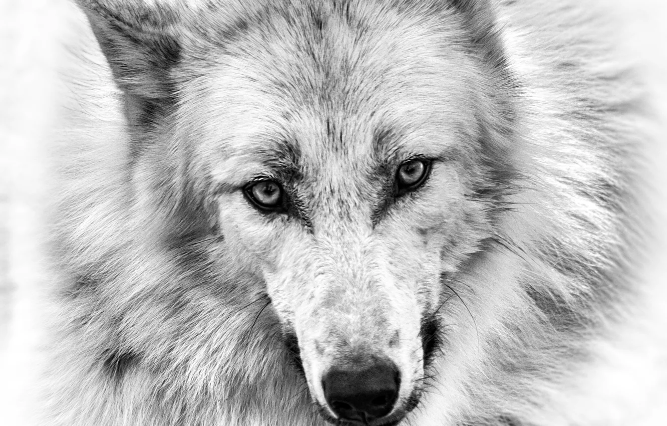 Фото обои глаза, взгляд, рисунок, волк, карандаш
