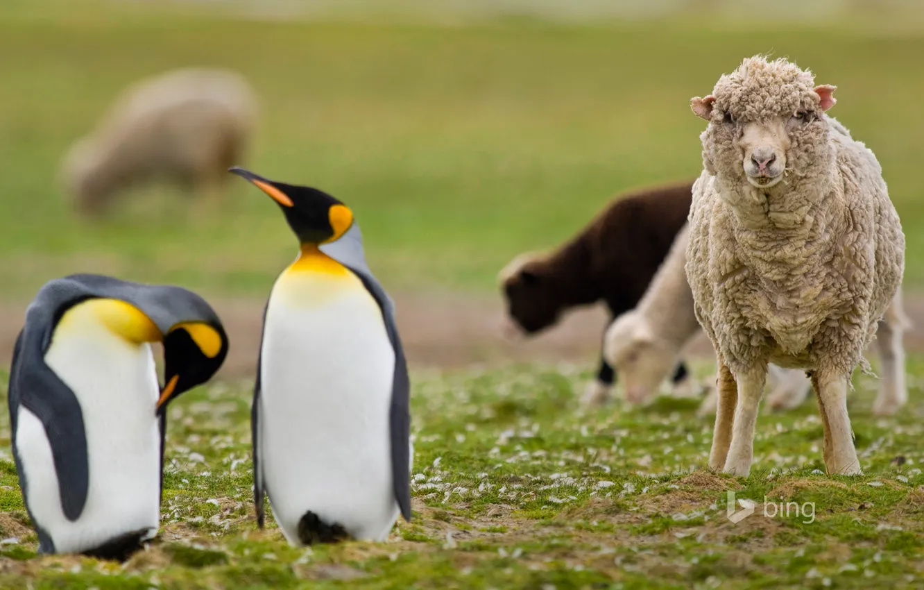 Фото обои трава, природа, пингвины, овца, Фолклендские острова