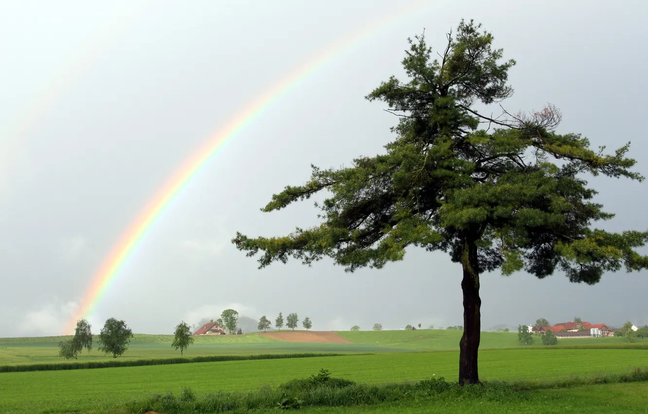 Фото обои поле, пейзаж, дерево, радуга