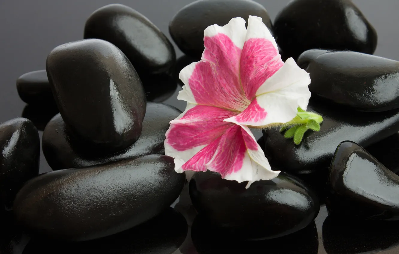 Фото обои цветок, flower, Spa stones, спа камешки