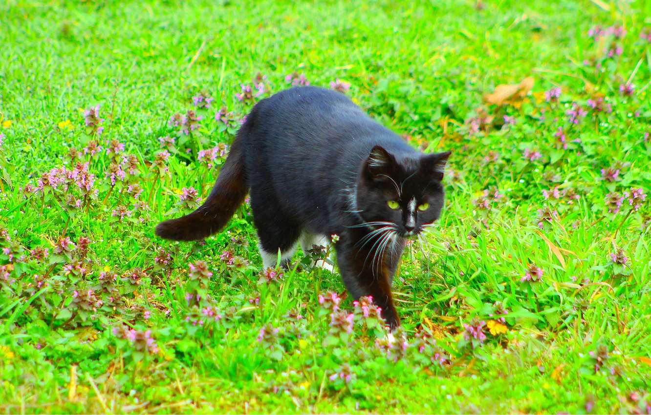Фото обои black, field, cats, meadow