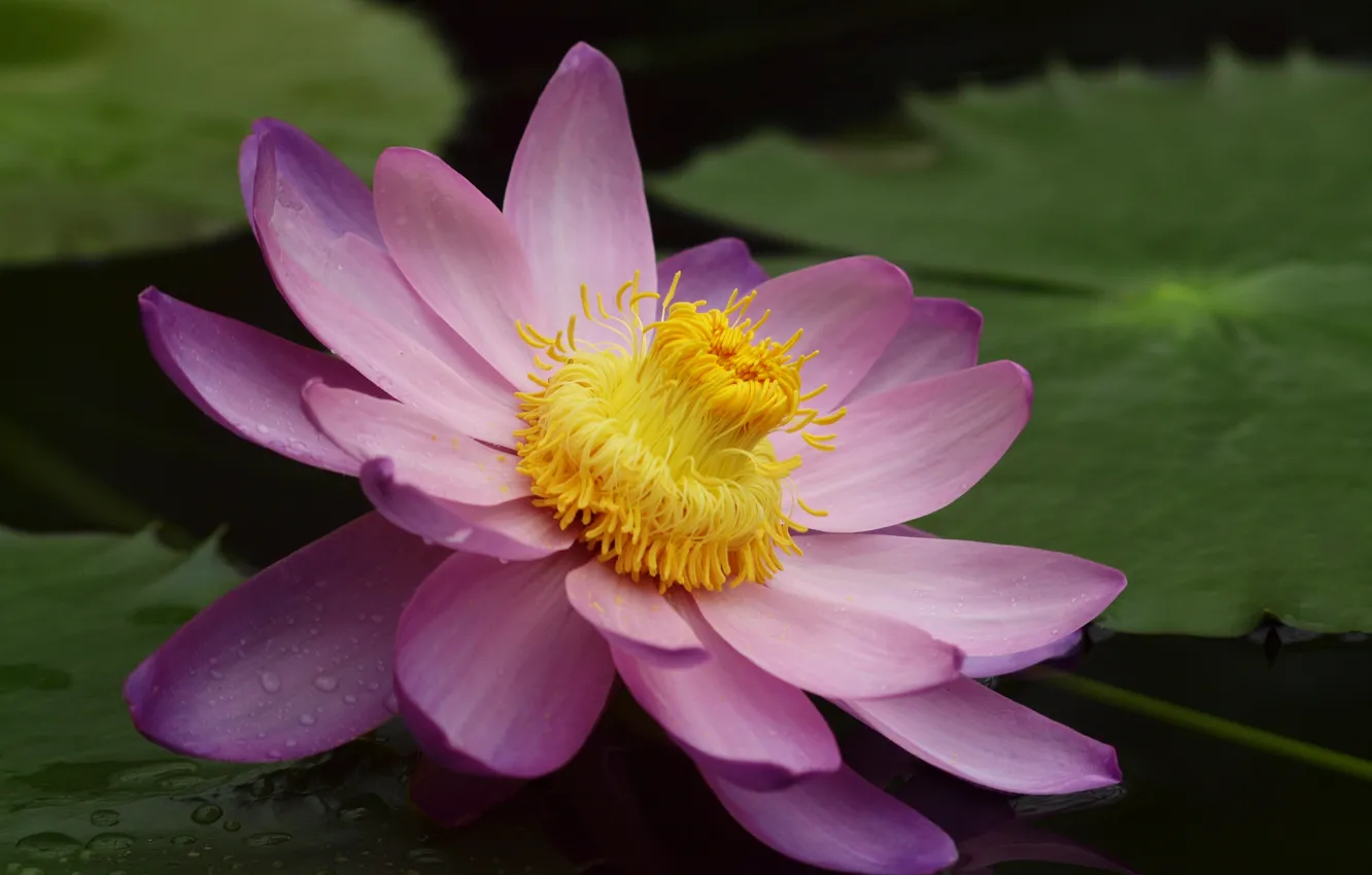 Фото обои цветок, листья, пруд, розовый, лотос, кувшинка, водяная лилия, крупный