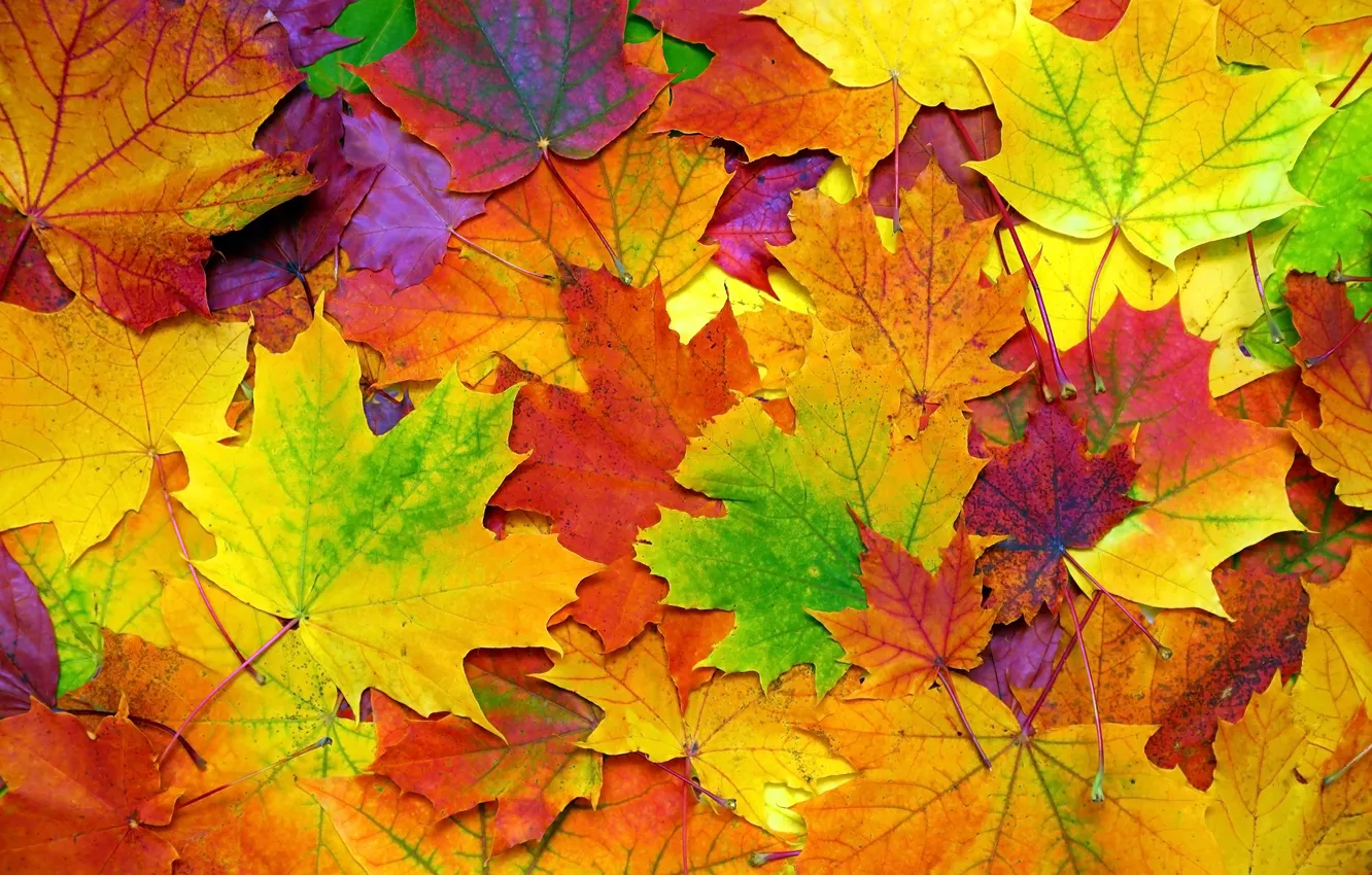 Фото обои осень, листья, фон, colorful, клен, background, autumn, leaves