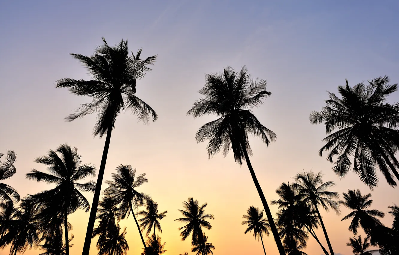 Фото обои пляж, небо, закат, пальмы, beach, sky, sunset, крона