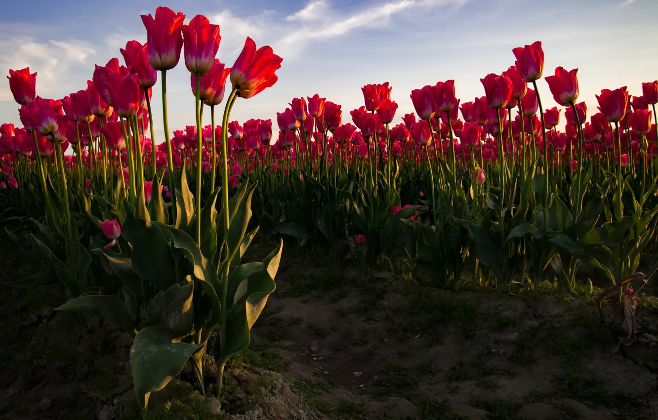 Фото обои поле, небо, тюльпаны, красные