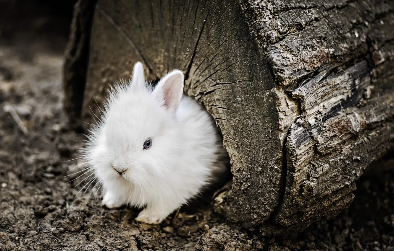 Фото обои wood, blue eyes, animal, trunk, fur, ears, rodent, Rabbit
