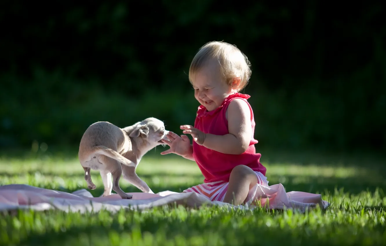 Фото обои трава, настроение, собака, ребёнок