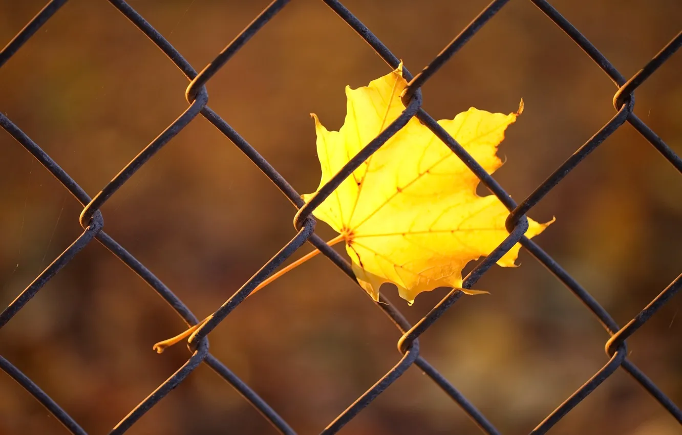 Фото обои осень, макро, желтый, лист, сетка, забор, прутья