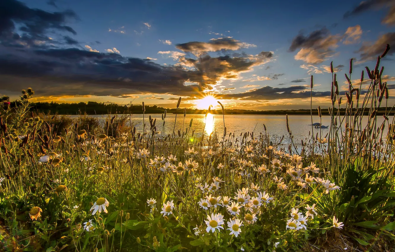 Фото обои закат, цветы, озеро, Англия, ромашки, England, заповедник, Западный Йоркшир