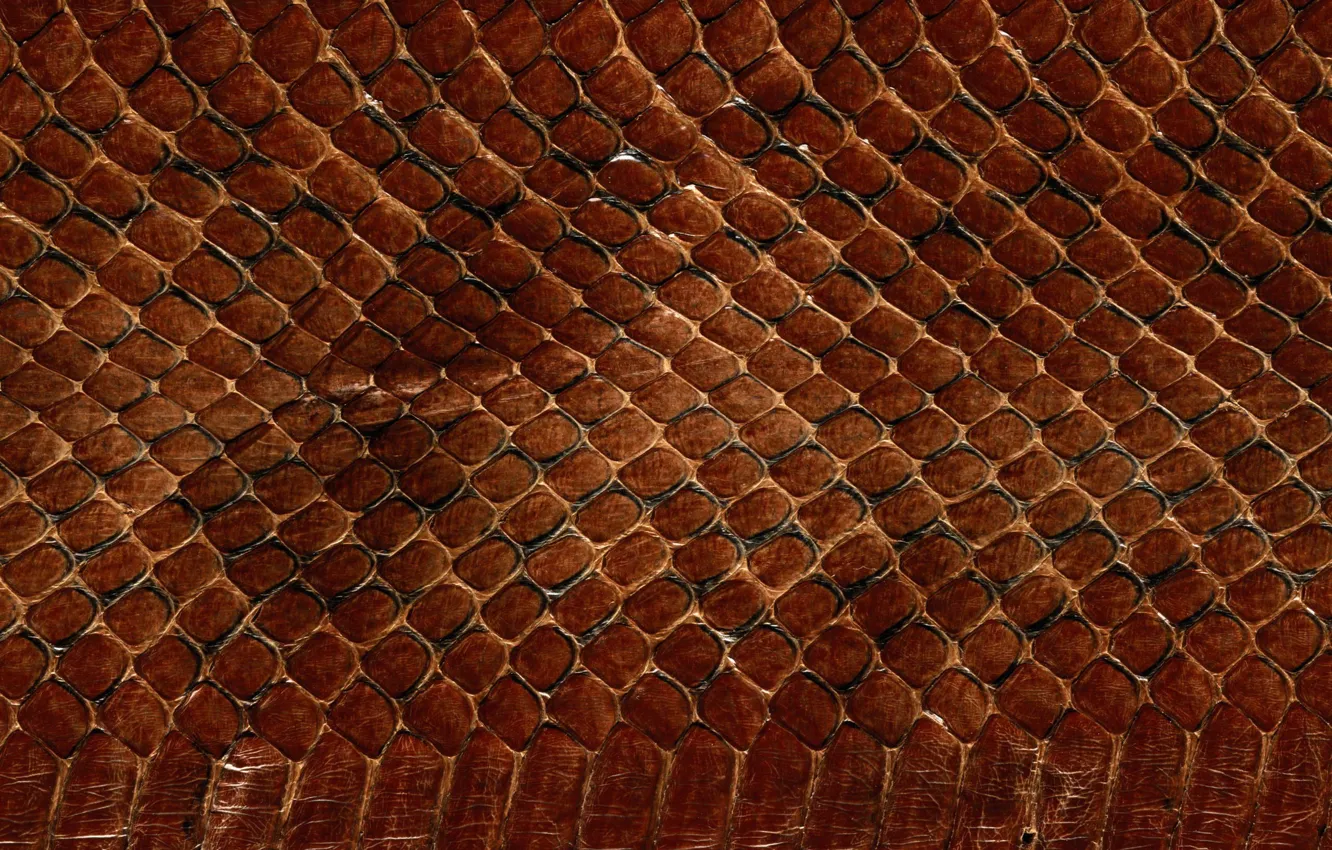 Фото обои текстура, кожа, animal texture, фон на рабочий, чешуя змеи