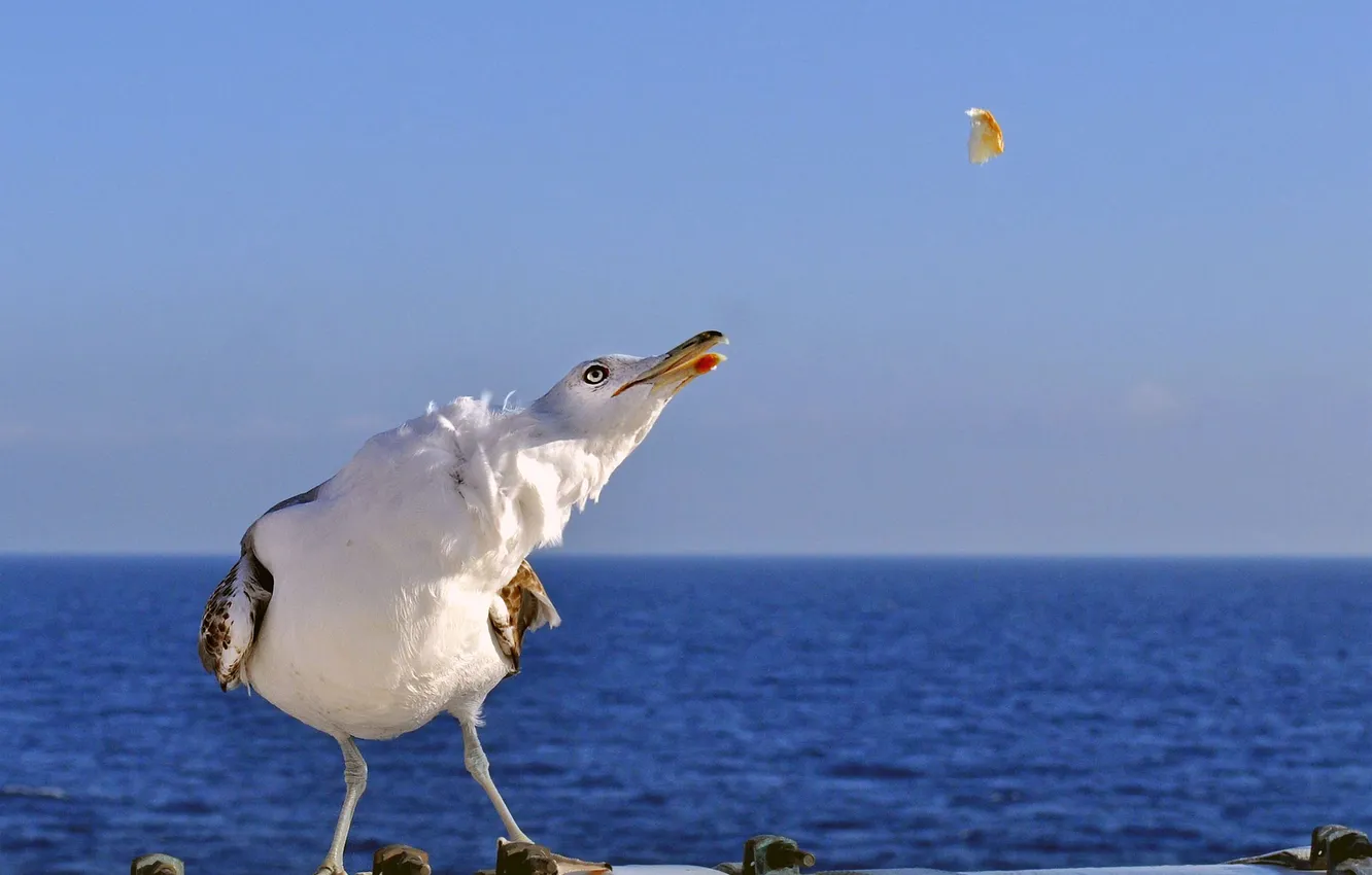 Фото обои море, птица, еда, чайка, корм