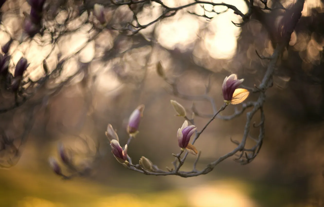 Фото обои дерево, весна, магнолия