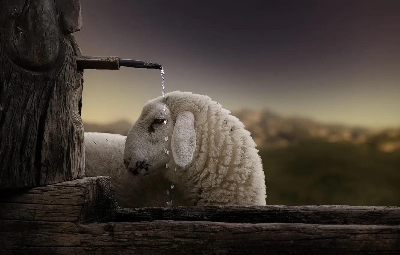 Фото обои вода, капли, корыто, Овца