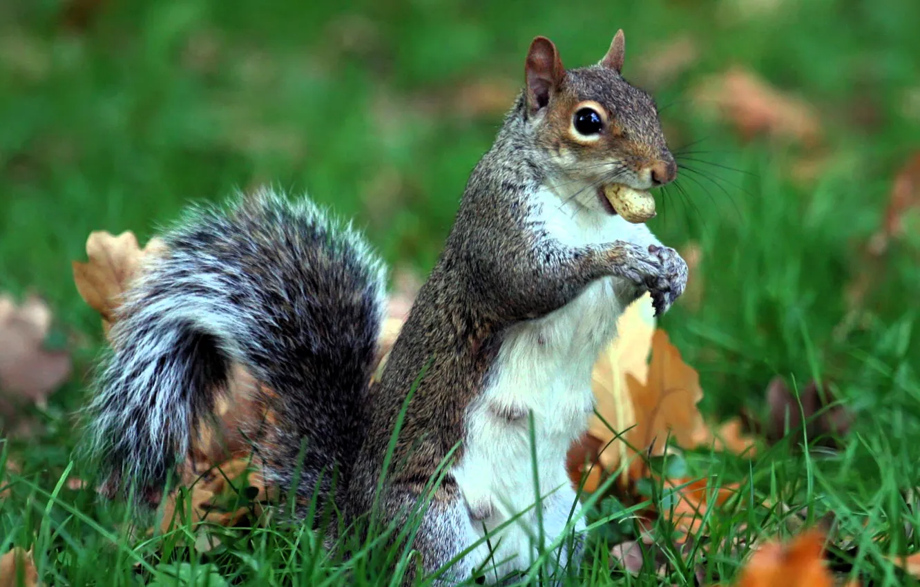 Фото обои трава, листья, серый, белка