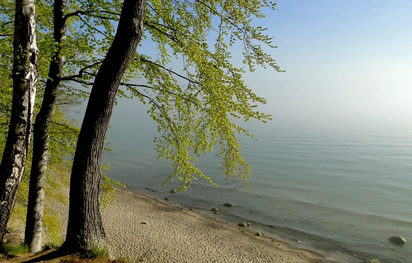 Фото обои деревья, природа, туман, озеро