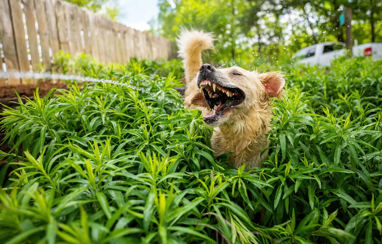 Фото обои Вода, Собака, Трава, Позитив, Зубы, Пасть, Dog, Пес
