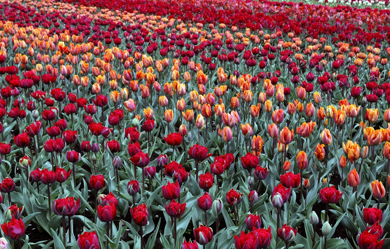 Фото обои поле, тюльпаны, Нидерланды, Голландия, Keukenhof, Garden of Europe, Lisse