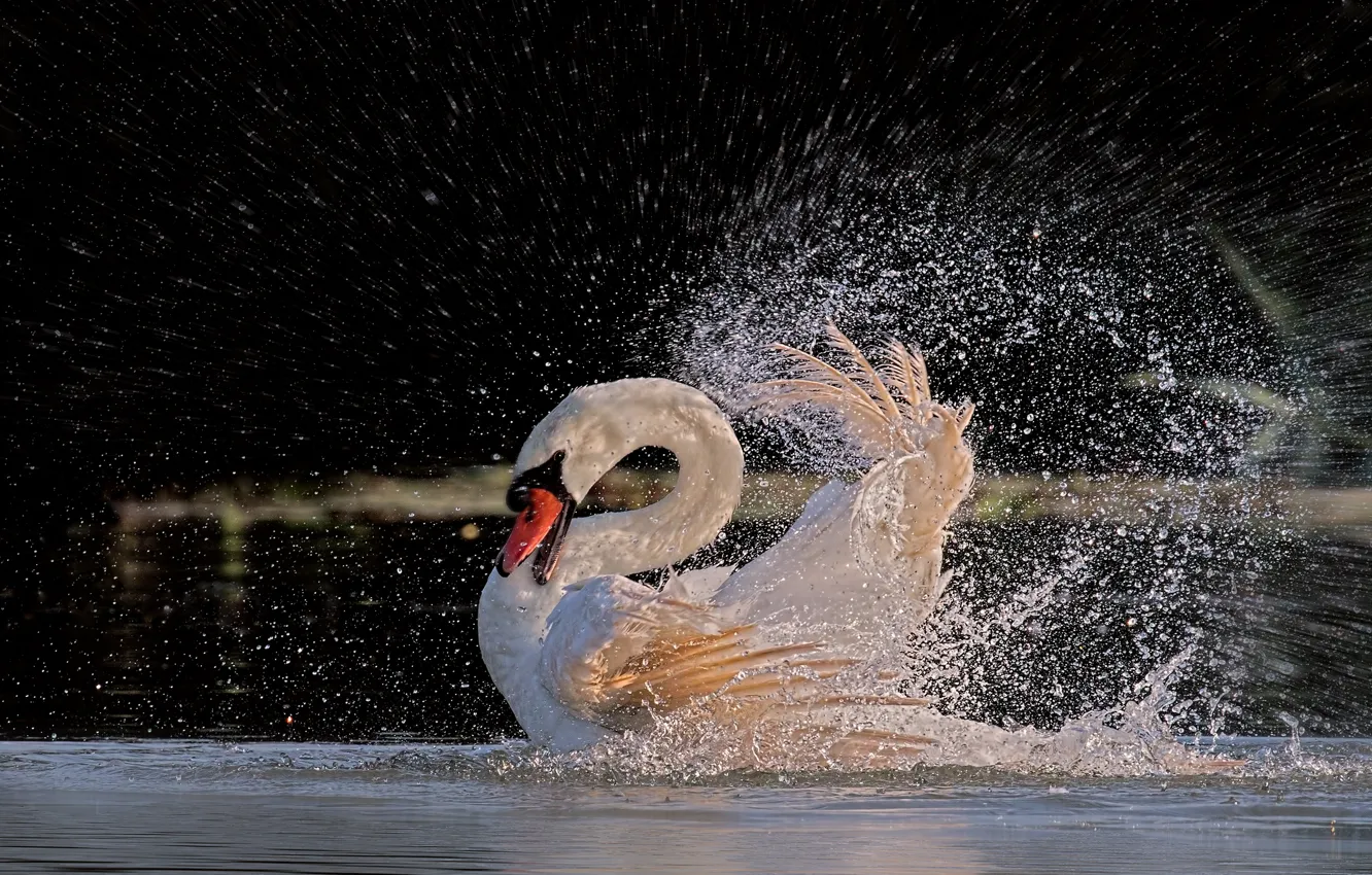 Фото обои вода, брызги, птица, перья, купание, лебедь
