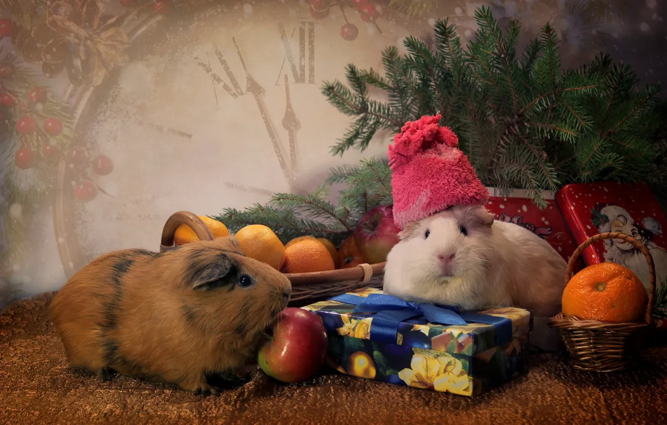 Фото обои животные, шапка, игрушки, часы, ель, подарки, мандарины, морские свинки