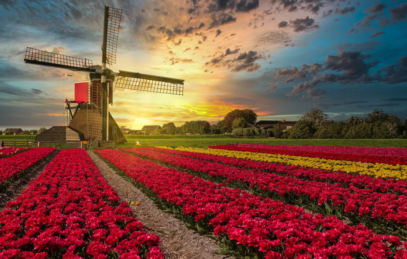 Фото обои поле, закат, цветы, мельница, тюльпаны, Нидерланды, плантация