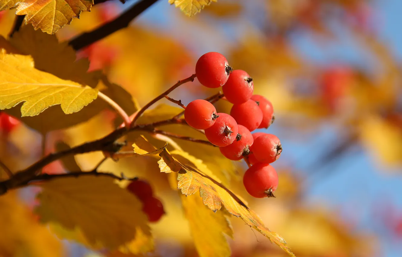 Фото обои осень, листья, желтый, красный, дерево, ягода, рябина