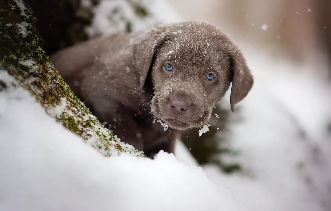 Фото обои зима, взгляд, снег, портрет, собака, малыш, щенок, мордашка
