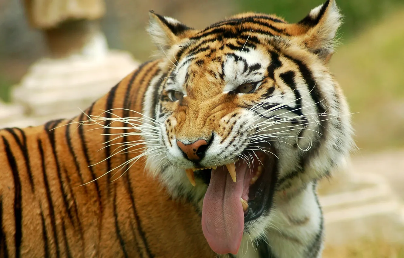 Фото обои язык, морда, хищник, Тигр, оскал