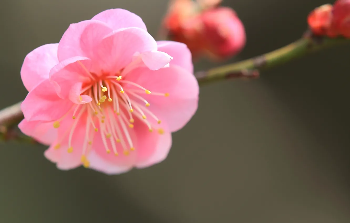 Фото обои цветок, макро, розовый, фокус, ветка, лепестки, размытость, Японский абрикос