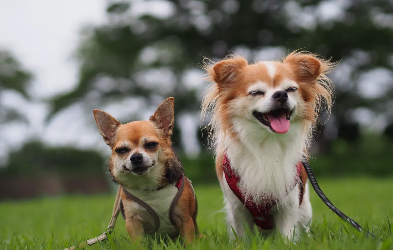 Фото обои собаки, радость, настроение, парочка, Чихуахуа
