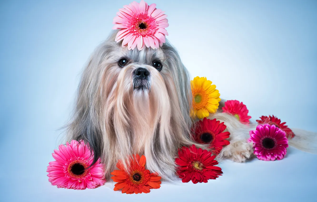 Фото обои цветы, собака, герберы, Dogs, ши-тцу, Gerberas